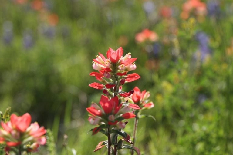 Bluebonnet-Red