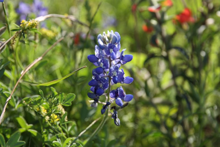 Bluebonnet